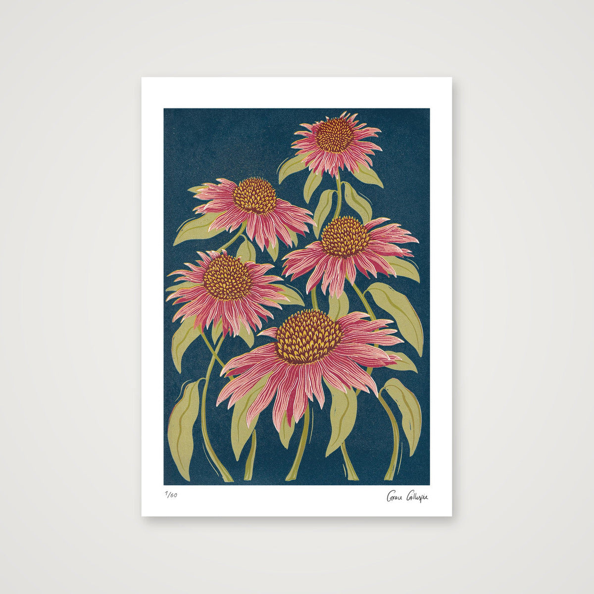 Echinacea — A4 (21×30cm, 8×12") Print only