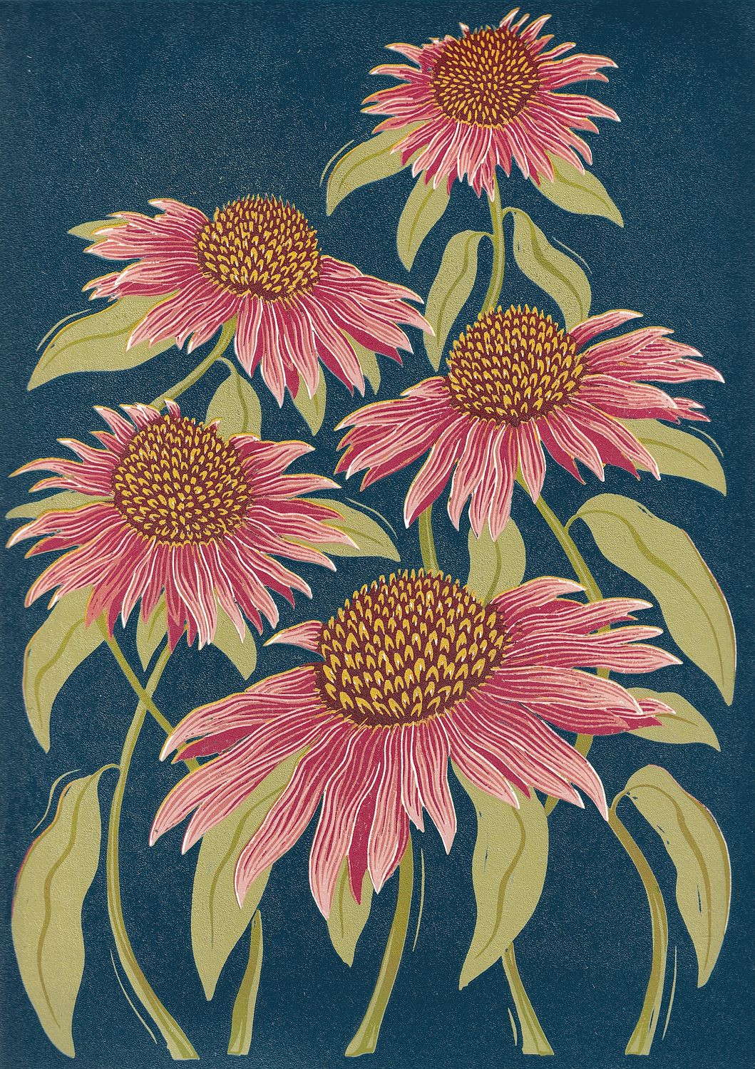 Echinacea