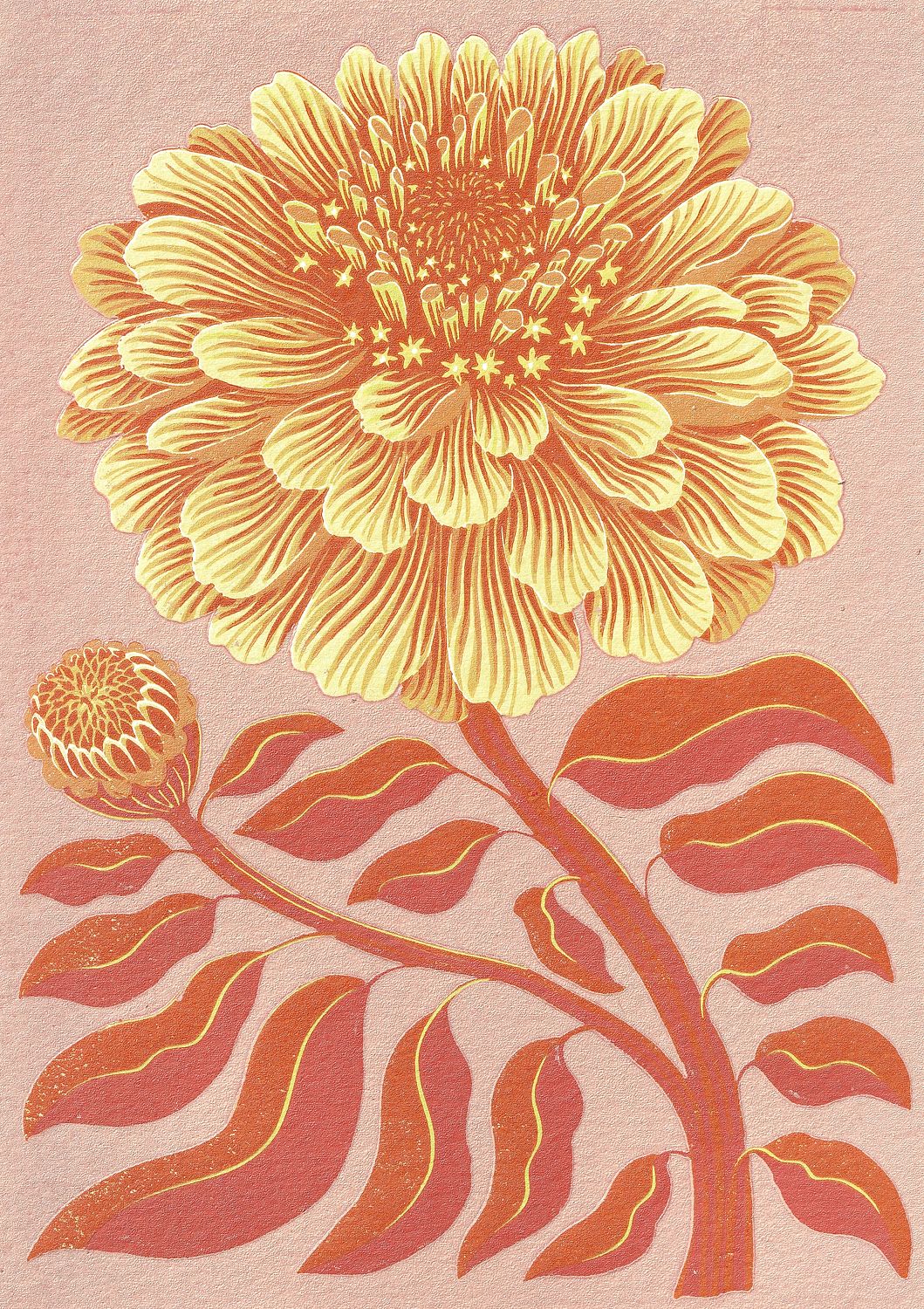 Zinnia Orange
